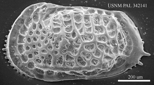 Poseidonamicus sp