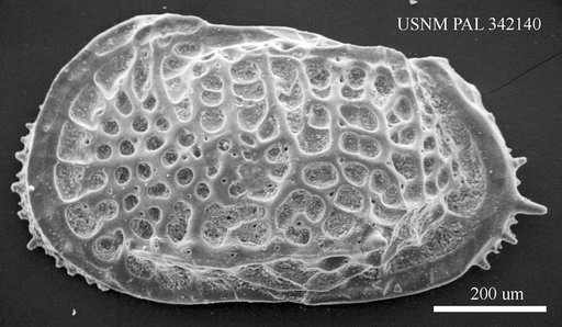 Poseidonamicus sp
