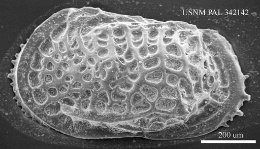 Poseidonamicus sp