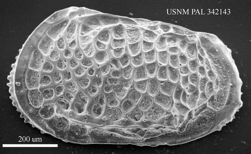 Poseidonamicus sp