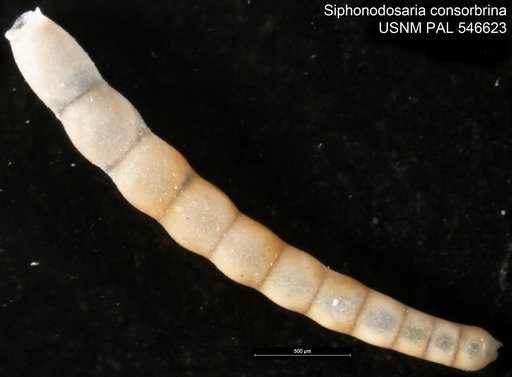 Siphonodosaria consorbrina (d'Orbigny, 1846)