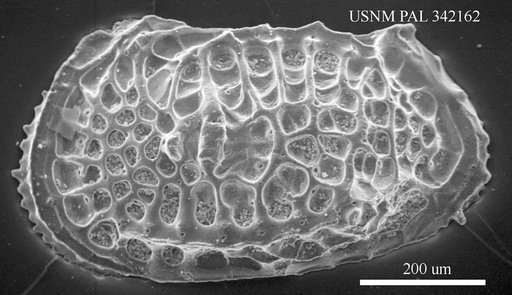 Poseidonamicus sp