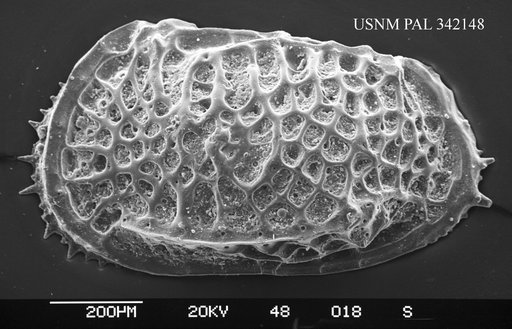 Poseidonamicus sp