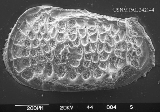 Poseidonamicus sp