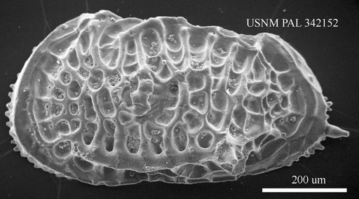 Poseidonamicus sp