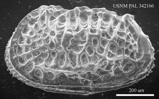 Poseidonamicus sp