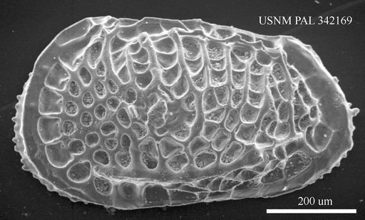Poseidonamicus contortus
