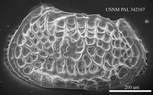 Poseidonamicus sp