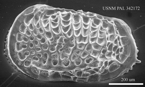 Poseidonamicus sp