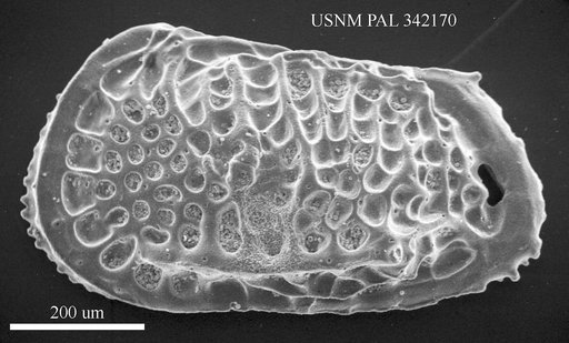 Poseidonamicus sp