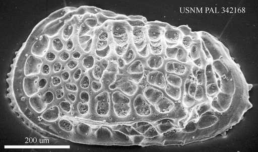 Poseidonamicus sp
