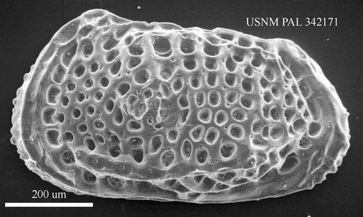 Poseidonamicus sp
