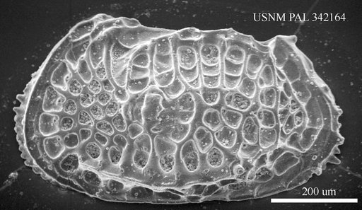 Poseidonamicus sp
