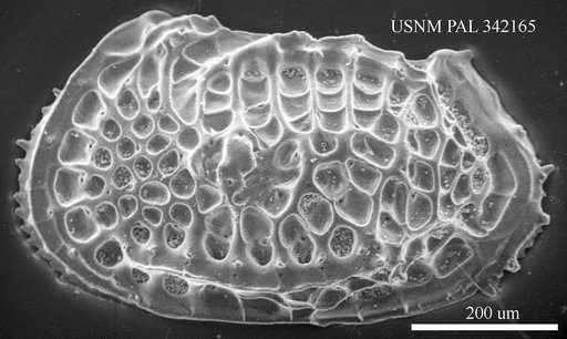 Poseidonamicus sp