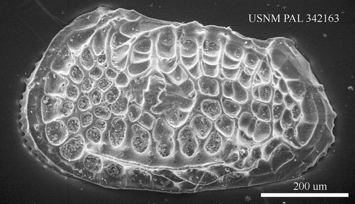 Poseidonamicus sp