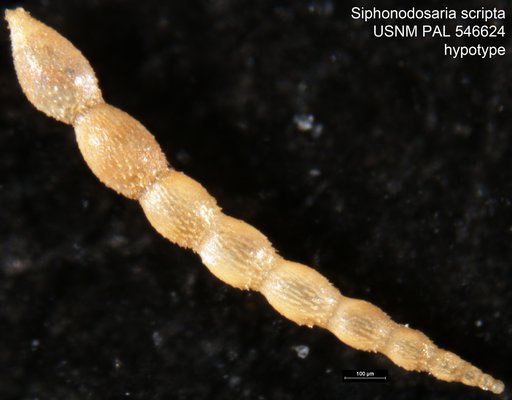 Siphonodosaria scripta (d'Orbigny, 1846)