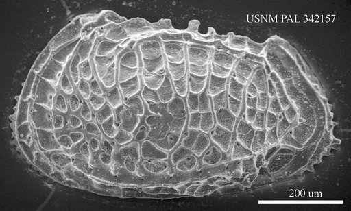 Poseidonamicus sp