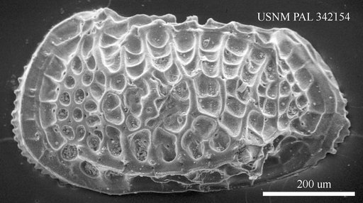 Poseidonamicus sp