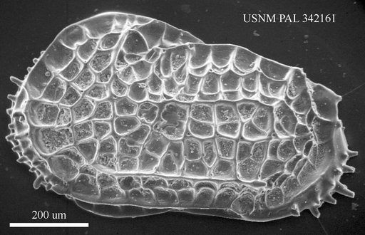 Oblitacythereis (Paleoblitacythereis) sp Benson