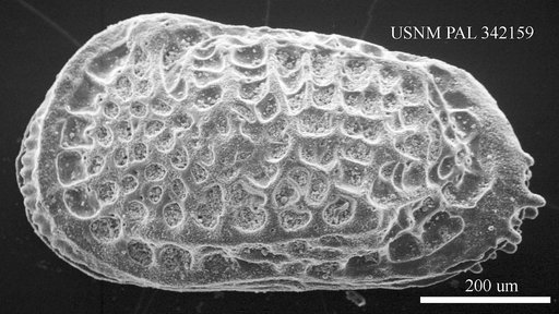 Poseidonamicus sp