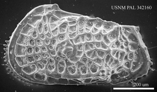 Poseidonamicus sp