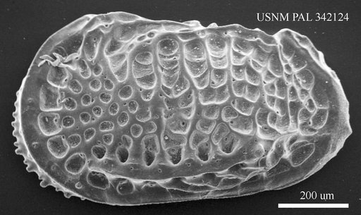 Poseidonamicus major Benson, 1972