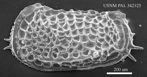 Poseidonamicus kerguelenensis