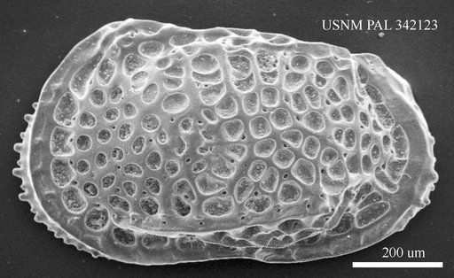 Poseidonamicus major Benson, 1972