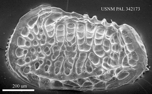 Poseidonamicus sp
