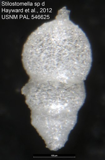 Stilostomella sp d Hayward et al., 2012
