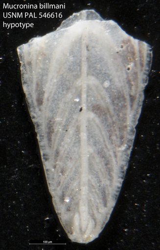 Mucronina billmani (Rau, 1951)