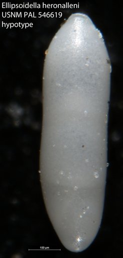 Ellipsoidella heronalleni (Storm, 1929)