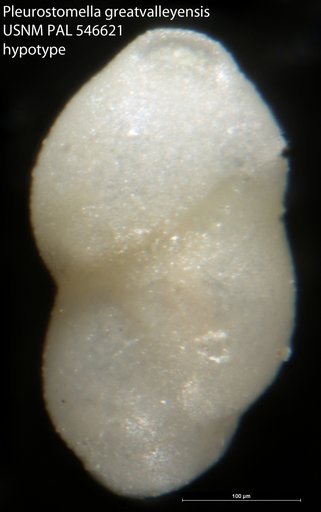 Pleurostomella greatvalleyensis Trujillo, 1960
