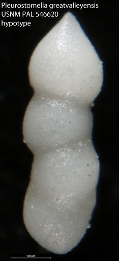 Pleurostomella greatvalleyensis Trujillo, 1960