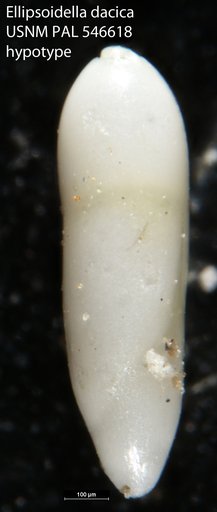 Ellipsoidella dacica (Neagu, 1968)