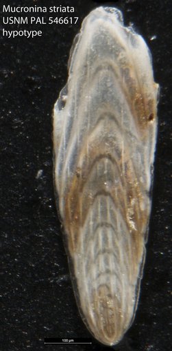 Mucronina striata (d'Orbigny, 1826)