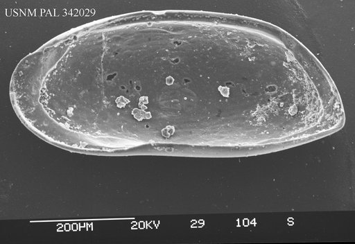Argilloecia sp. 1
