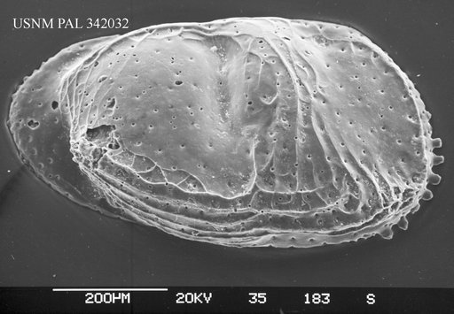 Macrocypris aff. succinea Mueller, 1894
