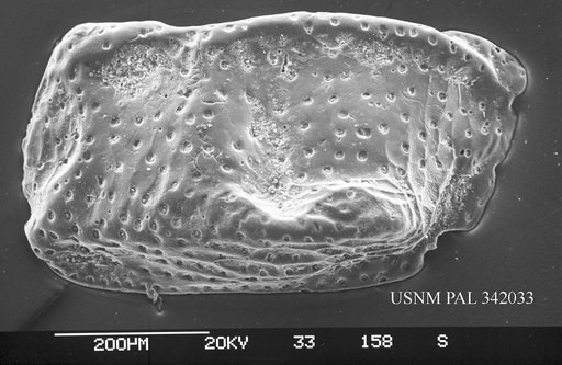 Monoceratina aff. oblita Bonaduce et al., 1975
