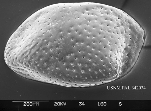 Bythocythere aff. puncticulata Ruggieri, 1976