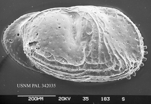 Bythocythere constricta Sars, 1866