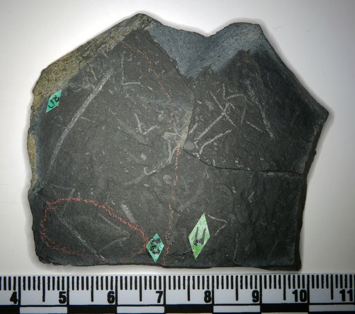 Haileyia adherens Ruedemann