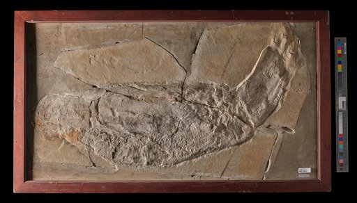 Leptoteuthis gigas Meyer, 1834