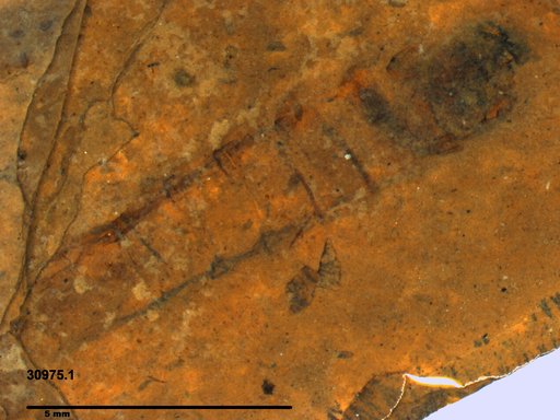 Genus indet. sp. indet.