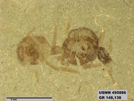 Eoformica globularis