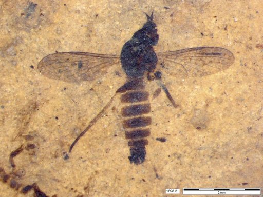 Apsilocephala sp indet.