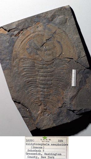 Olenellus (Mesonacis) asaphoides (Emmons)