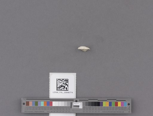 Spisula subparilis (Conrad)