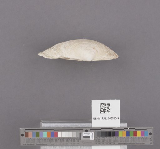 Saxidomus nuttalli Conrad