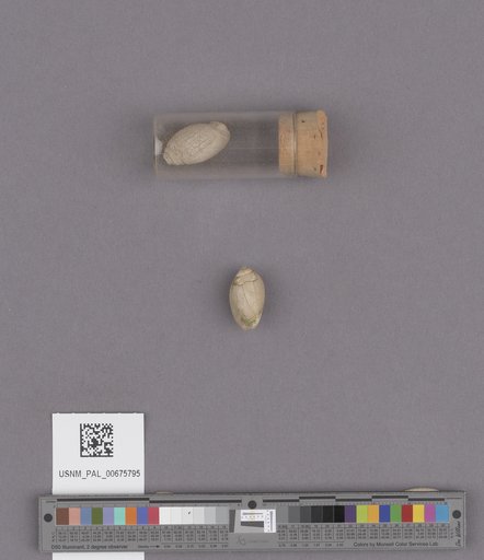 Olivella biplicata Sowerby